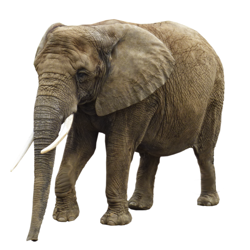 African Elephant, transparent animal profile image