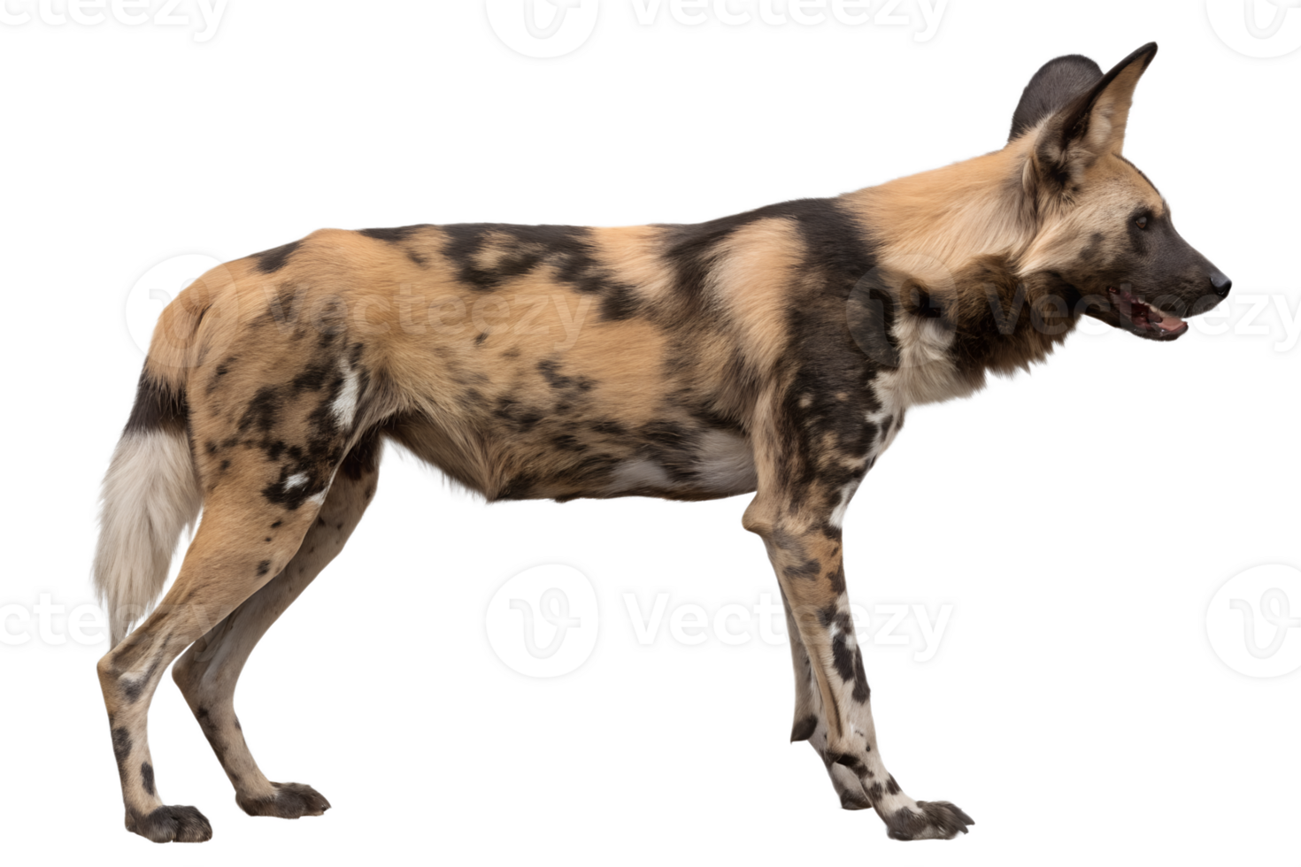 African Wild Dog, transparent animal profile image