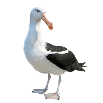 Albatross, transparent animal profile image