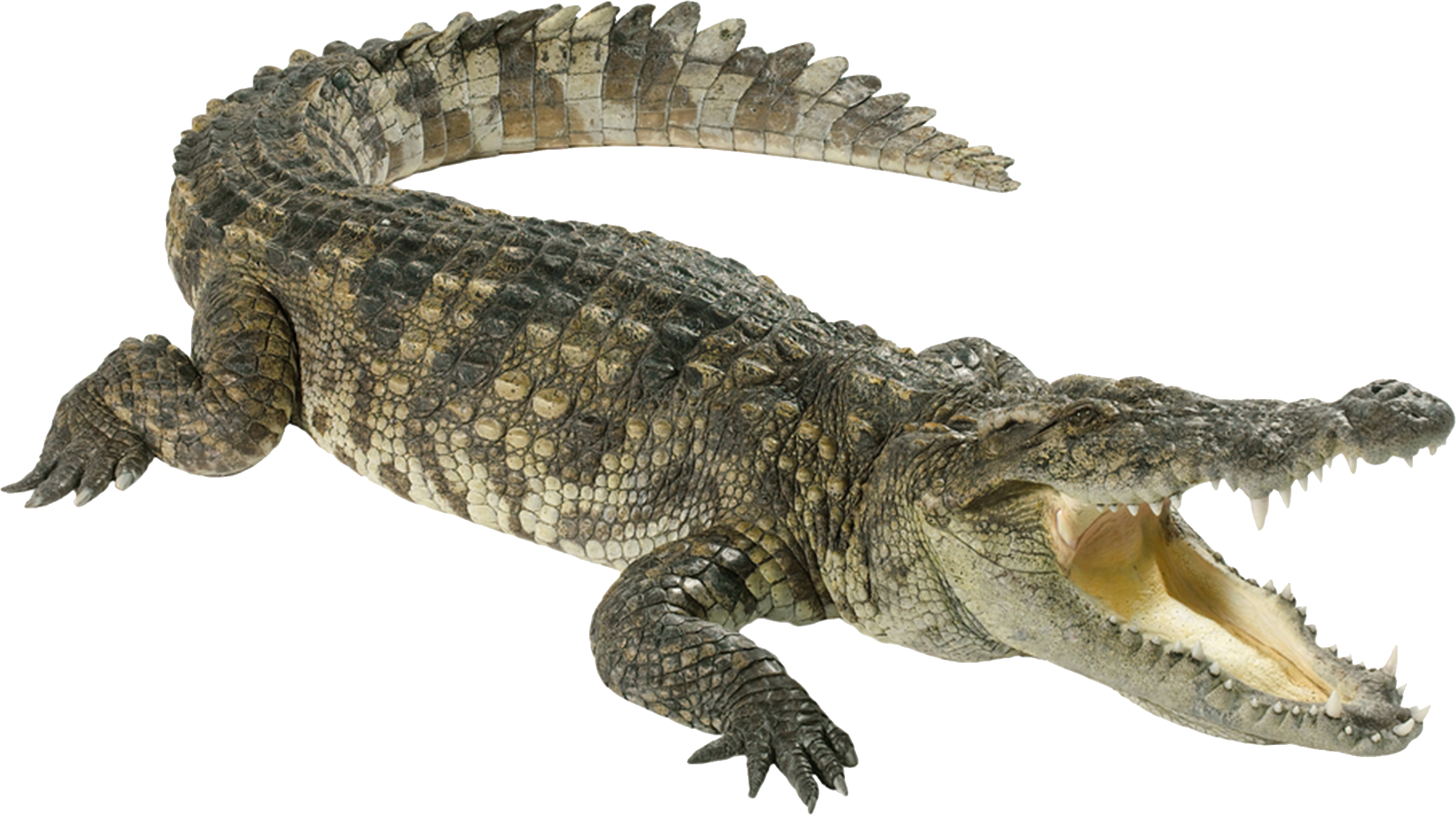 Alligator, transparent animal profile image