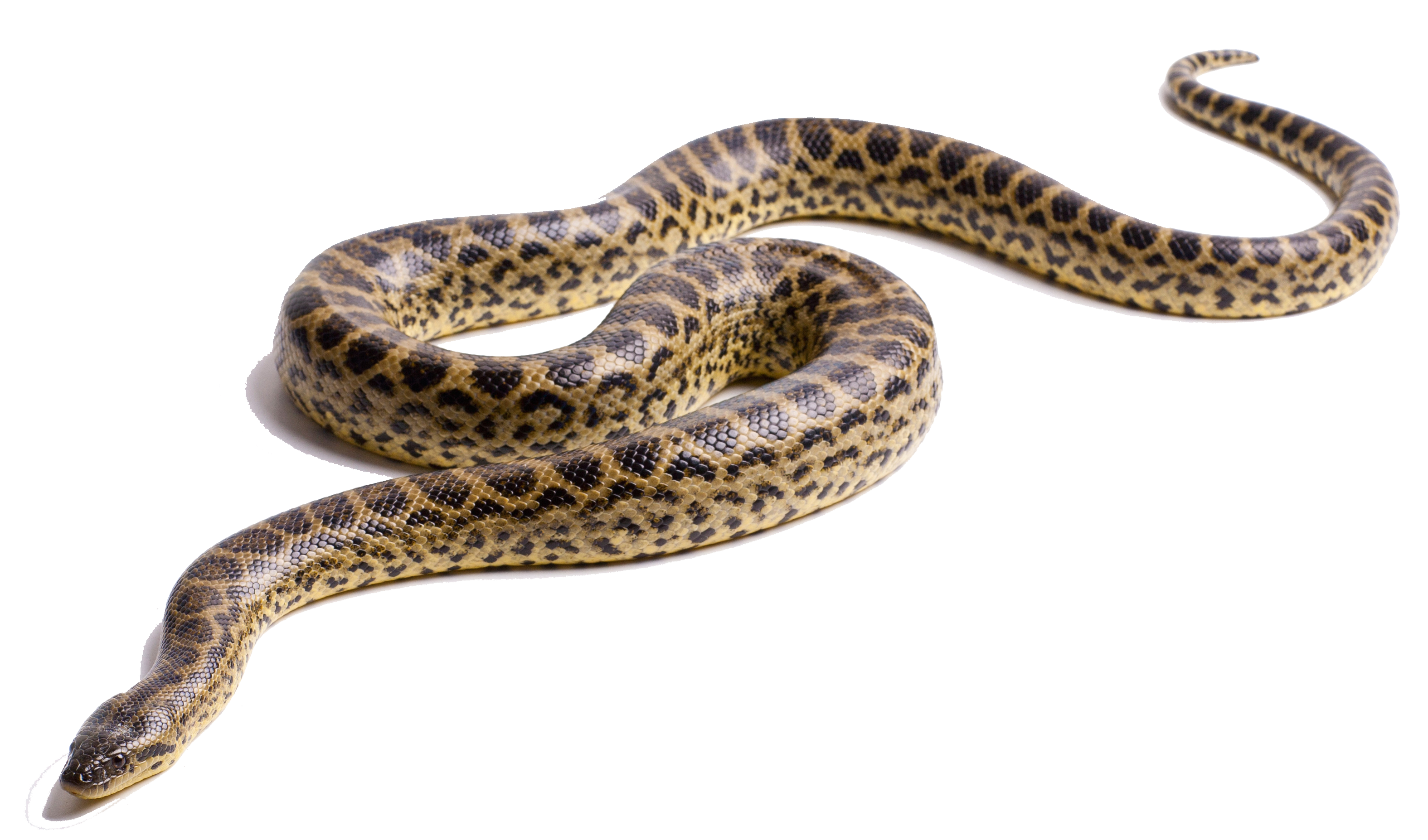 Anaconda, transparent animal profile image