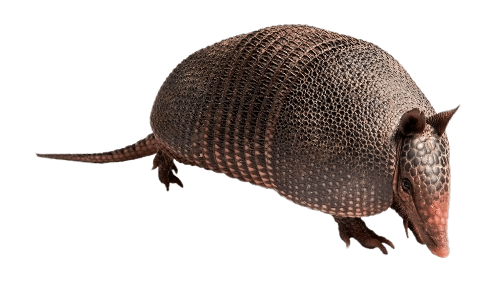 Armadillo, transparent animal profile image