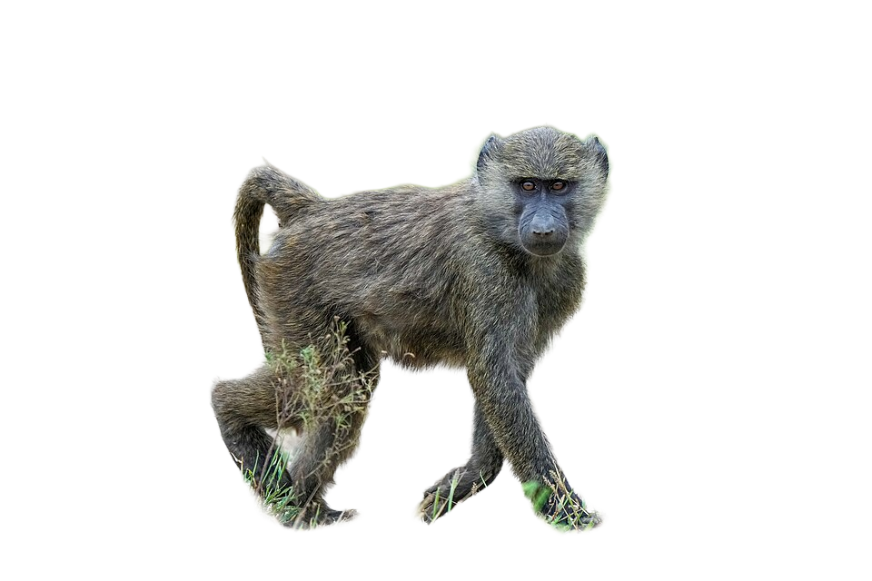 Baboon, transparent animal profile image