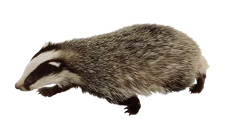 Badger, transparent animal profile image