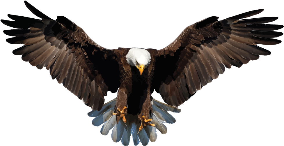 Bald Eagle, transparent animal profile image