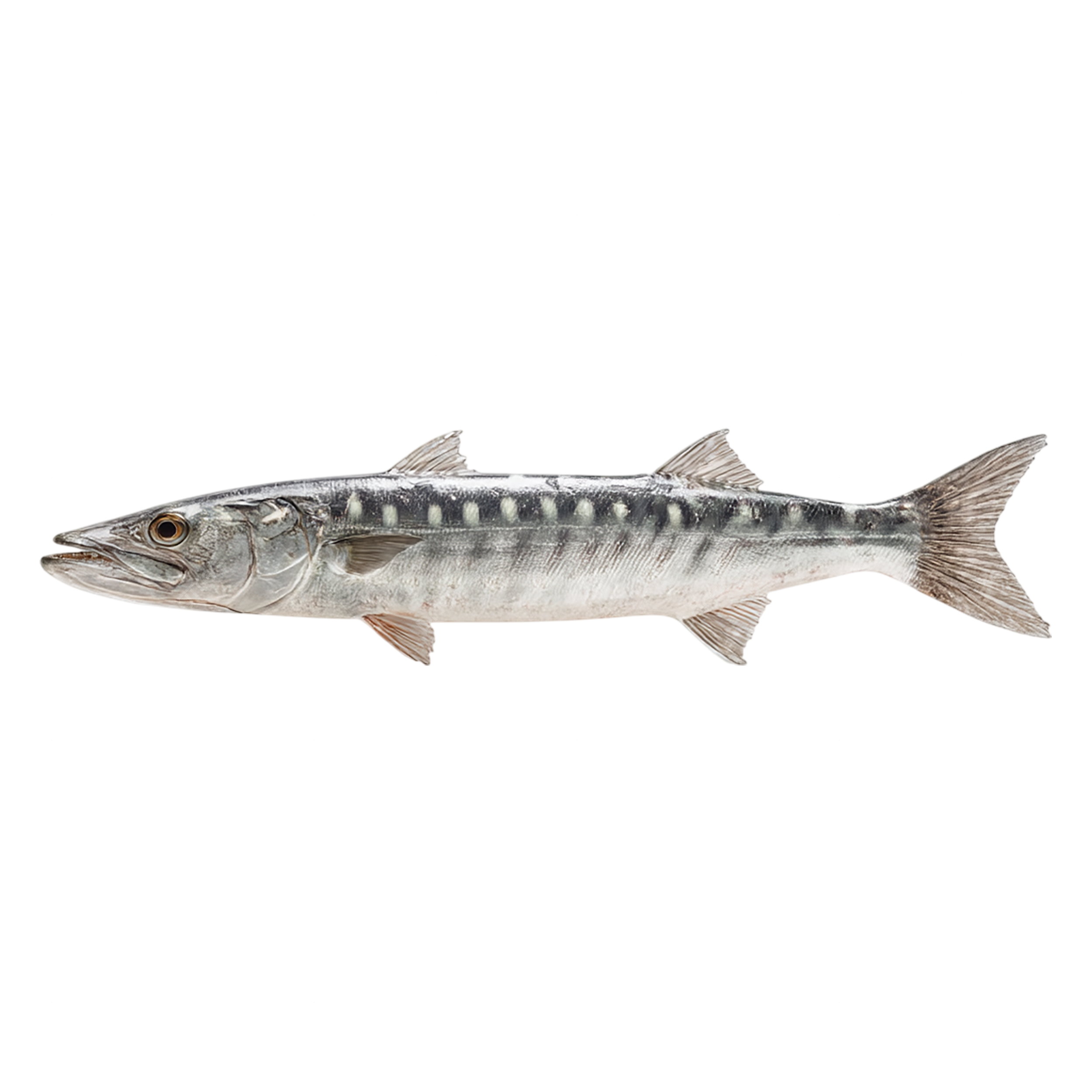 Barracuda, transparent animal profile image