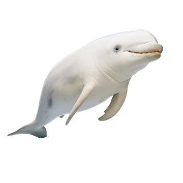 Beluga Whale, transparent animal profile image