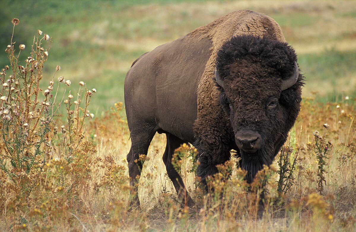 Bison, transparent animal profile image