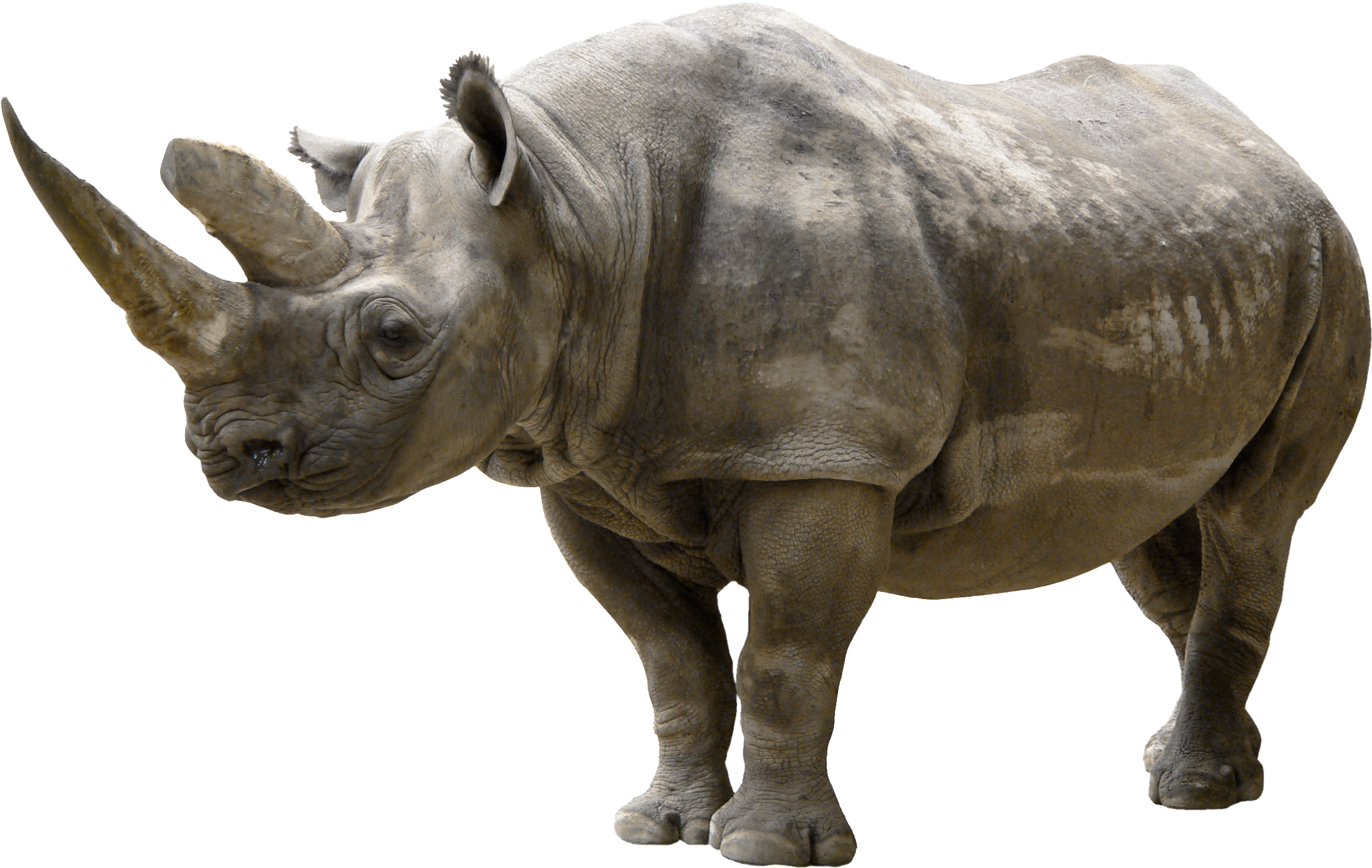 Black Rhinoceros, transparent animal profile image
