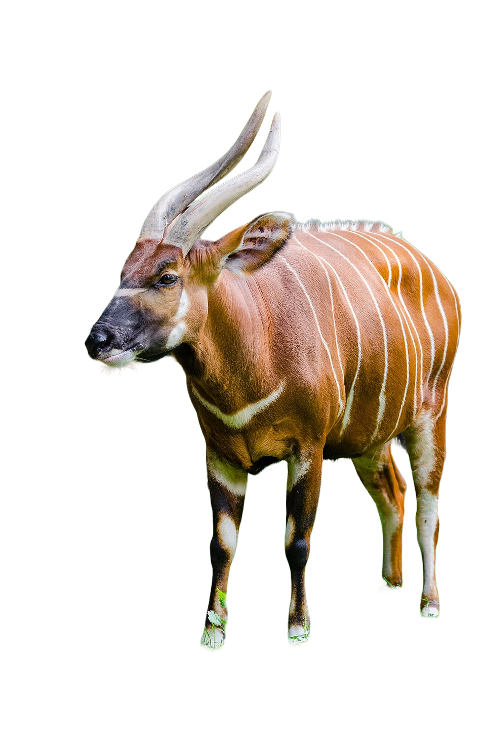 Bongo, transparent animal profile image