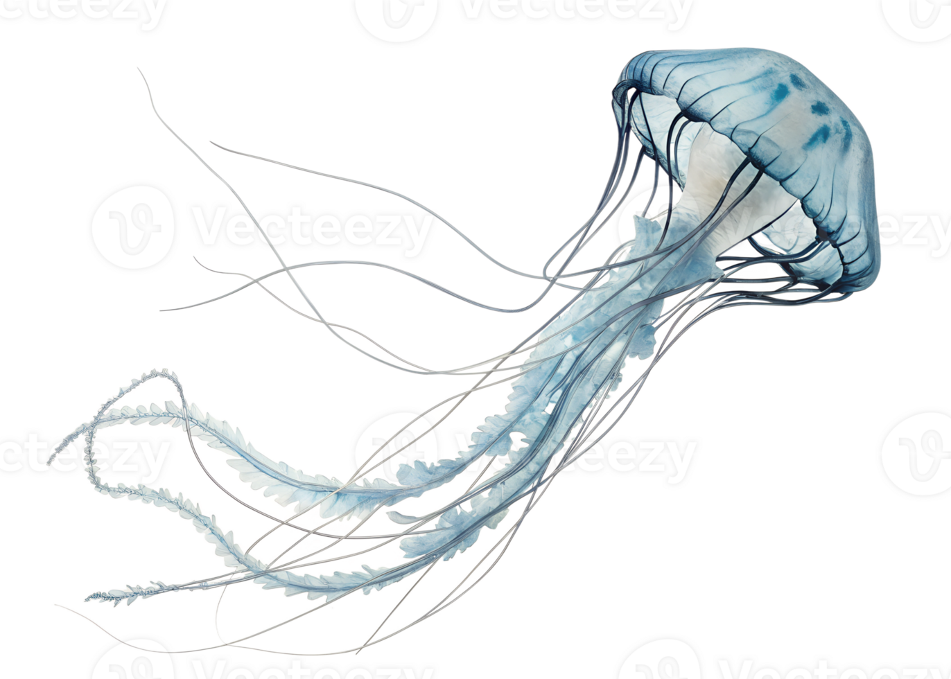 Box Jellyfish, transparent animal profile image