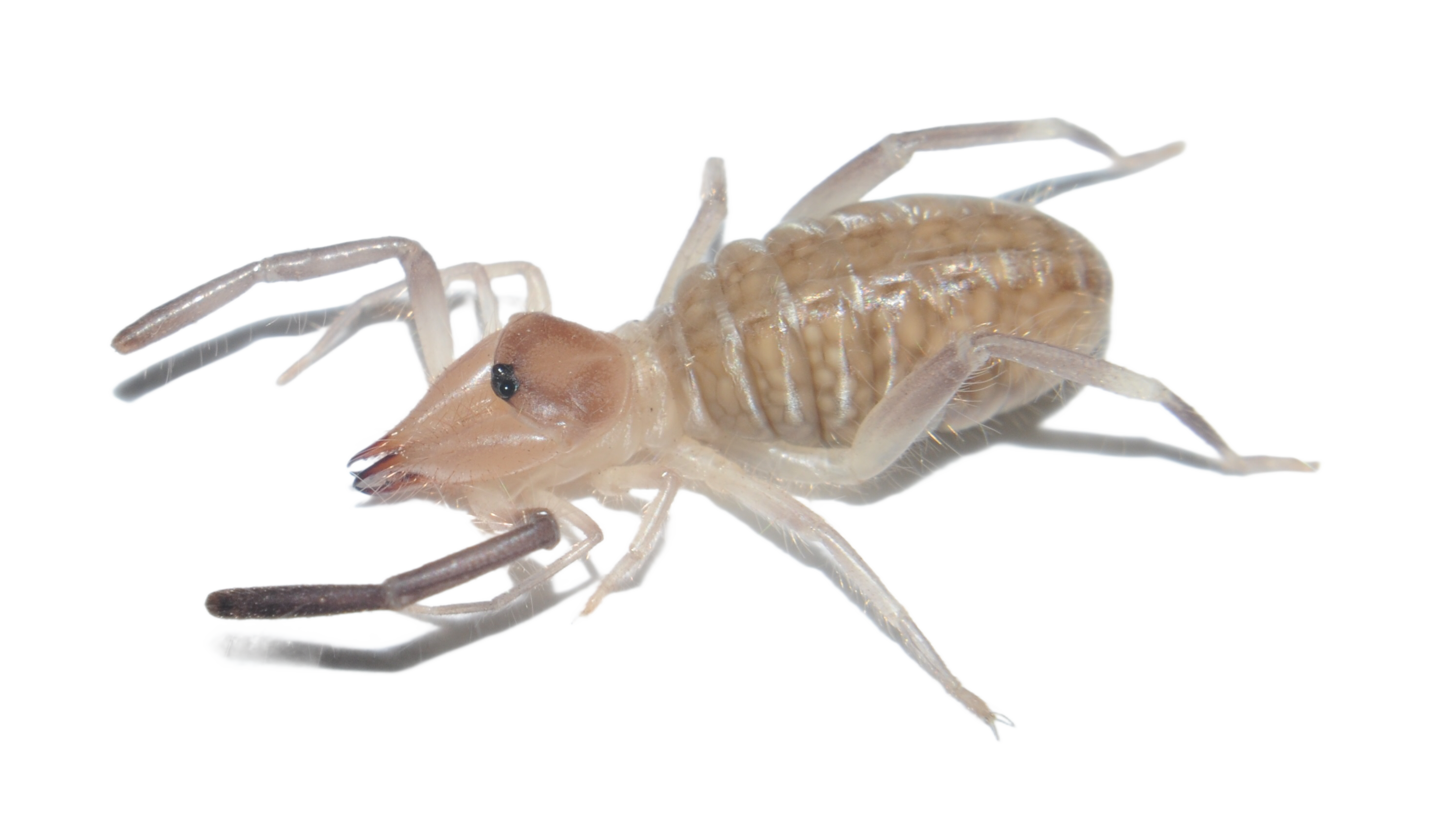 Camel Spider, transparent animal profile image