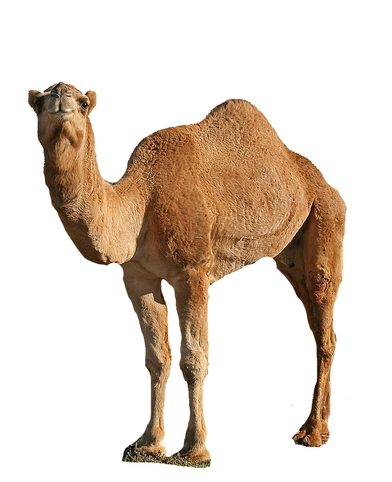 Camel, transparent animal profile image