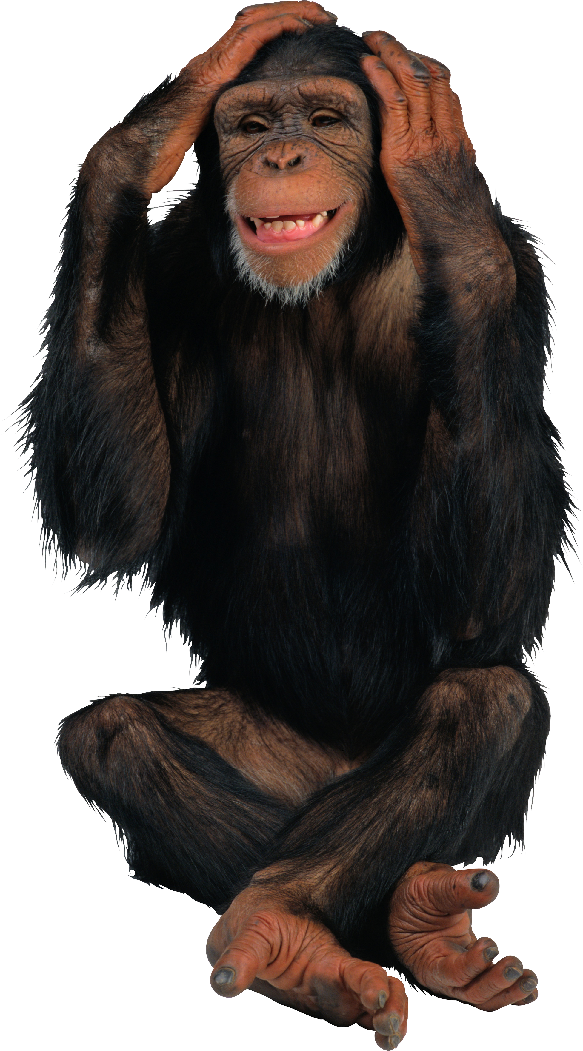 Chimpanzee, transparent animal profile image