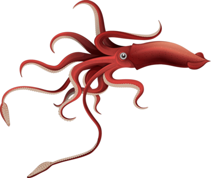 Colossal Squid, transparent animal profile image