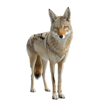 Coyote, transparent animal profile image