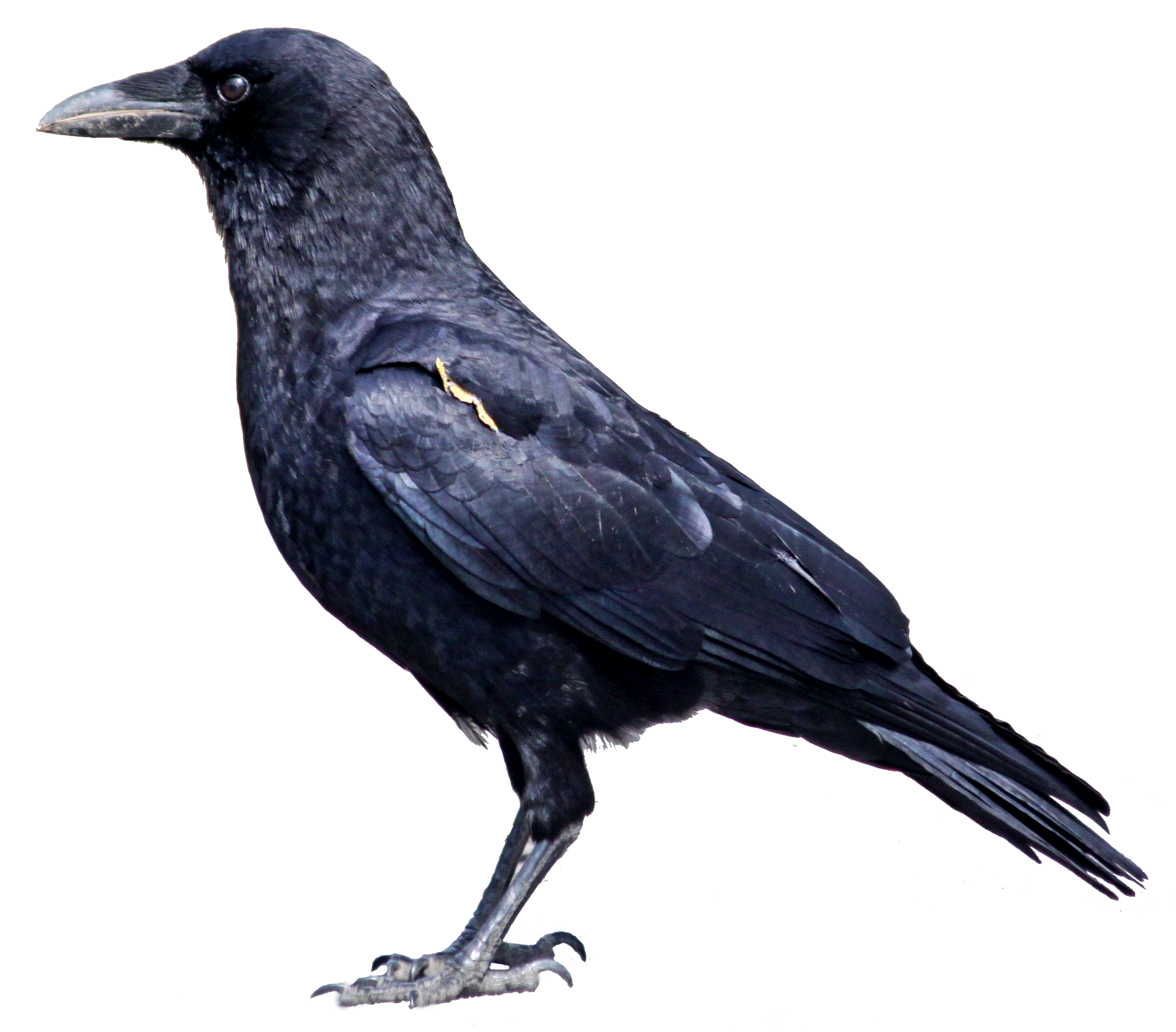 Crow, transparent animal profile image