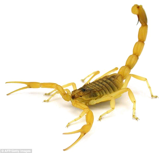 Deathstalker Scorpion, transparent animal profile image