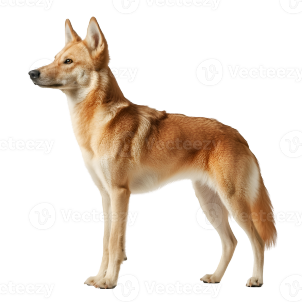 Dingo, transparent animal profile image