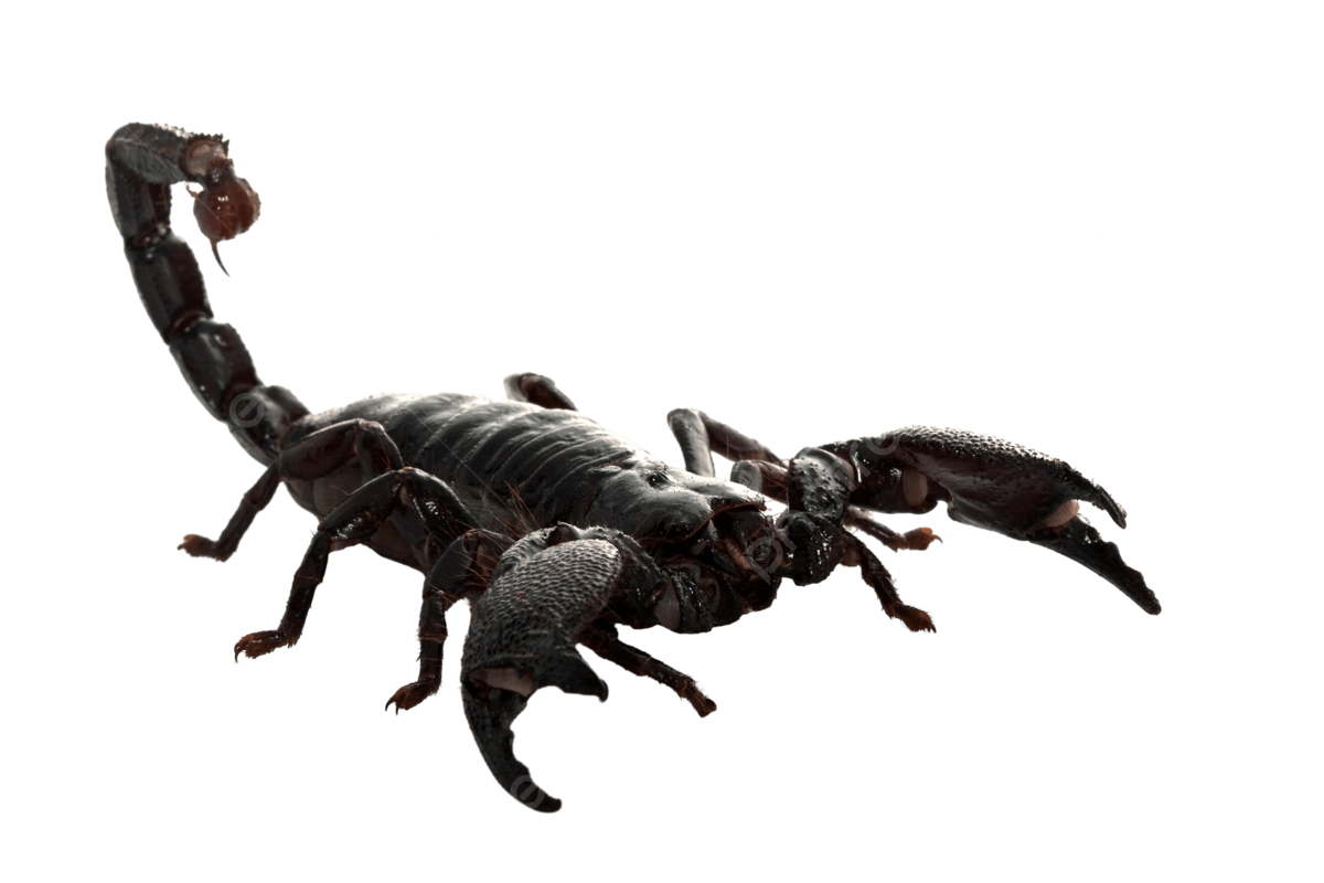 Emperor Scorpion, transparent animal profile image