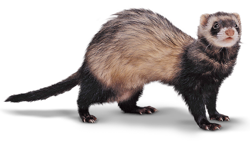 Ferret, transparent animal profile image