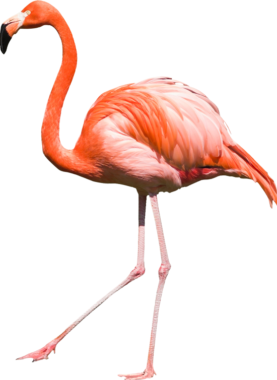 Flamingo, transparent animal profile image