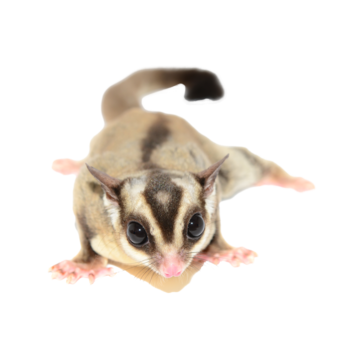 Flying Squirrel, transparent animal profile image