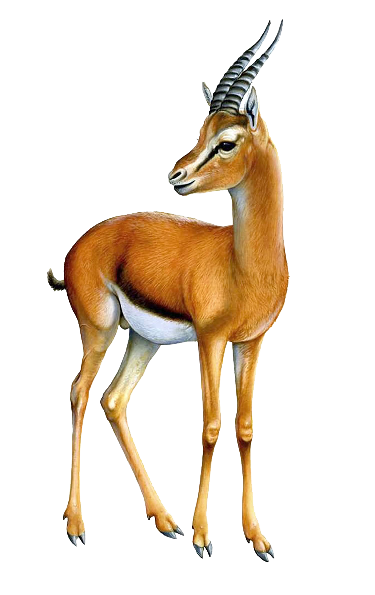 Gazelle, transparent animal profile image