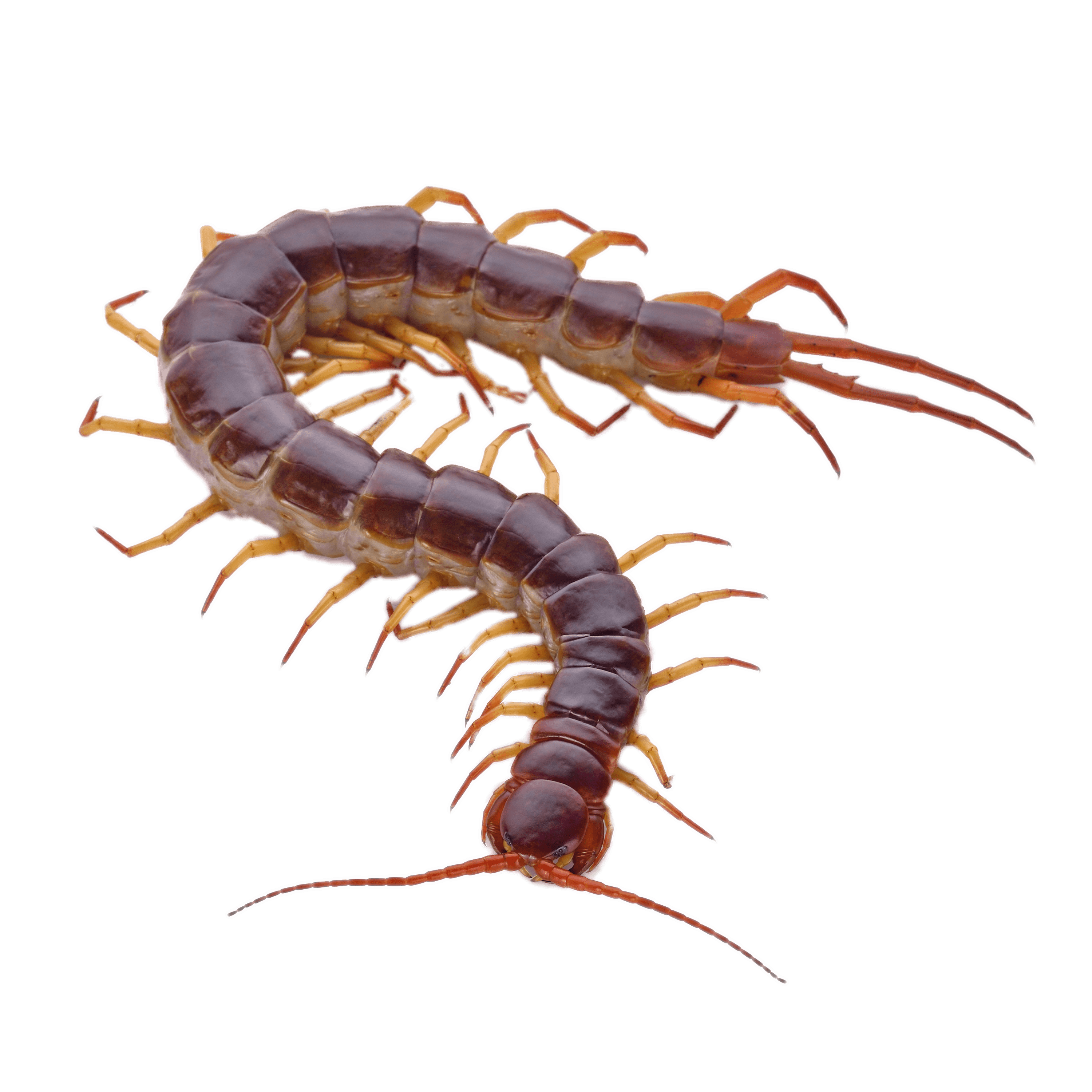 Giant Centipede, transparent animal profile image
