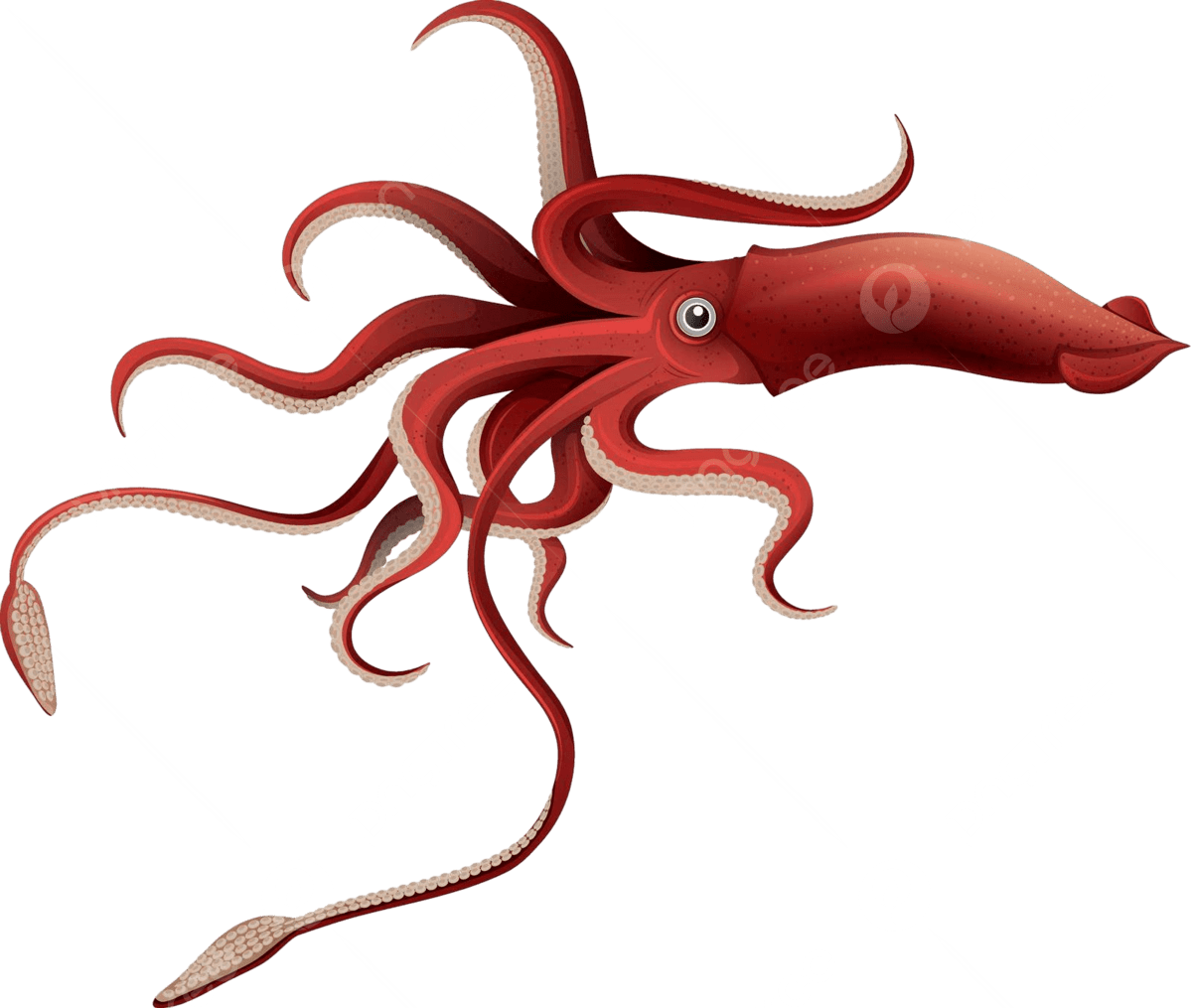 Giant Squid, transparent animal profile image