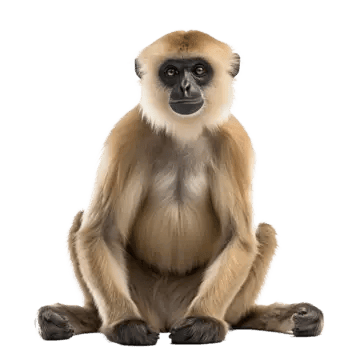 Gibbon, transparent animal profile image