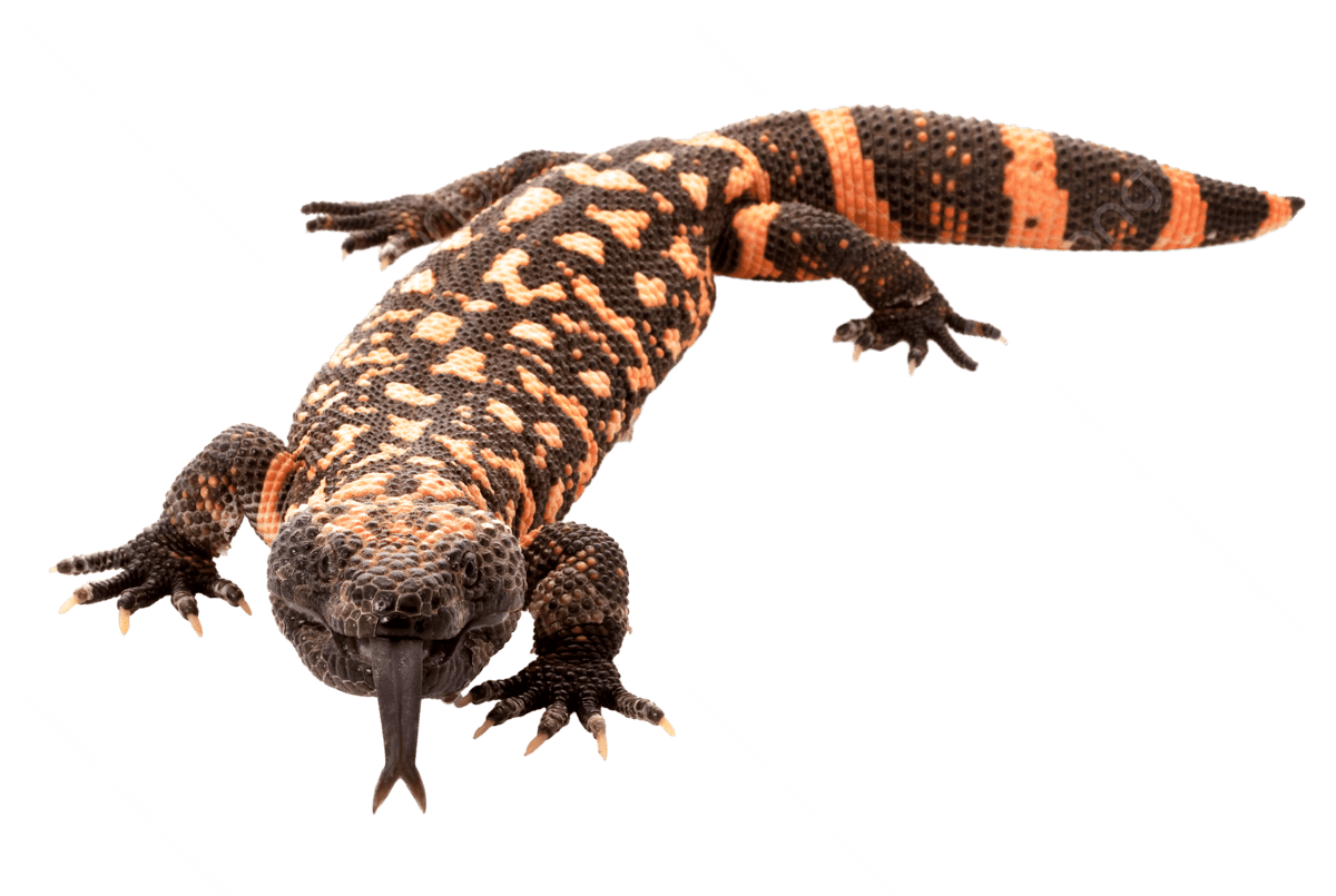 Gila Monster, transparent animal profile image