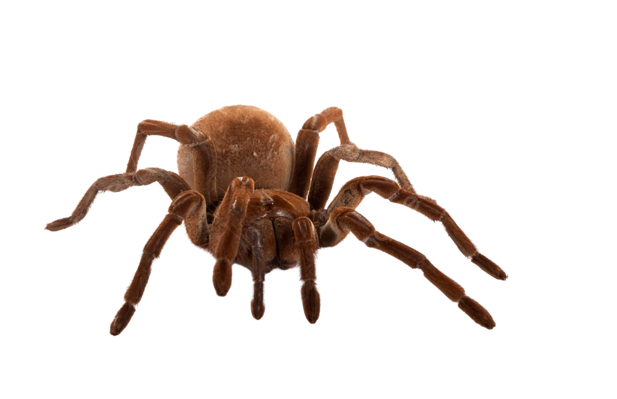 Goliath Birdeater, transparent animal profile image