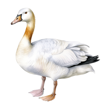 Goose, transparent animal profile image