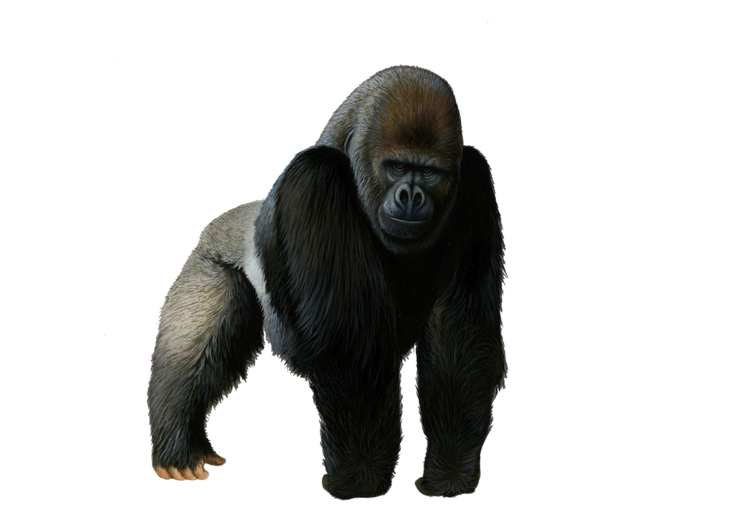 Gorilla, transparent animal profile image
