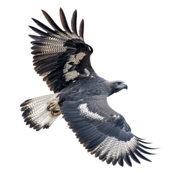 Harpy Eagle, transparent animal profile image