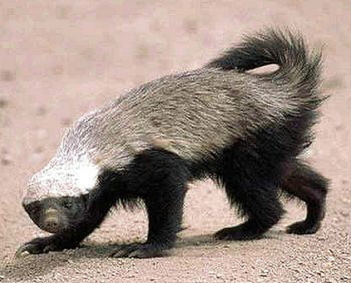 Honey Badger, transparent animal profile image