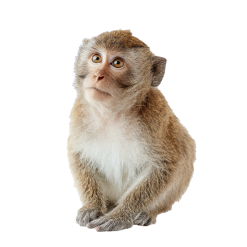 Howler Monkey, transparent animal profile image