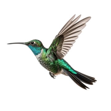 Hummingbird, transparent animal profile image
