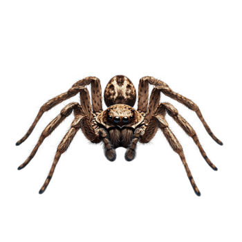 Huntsman Spider, transparent animal profile image