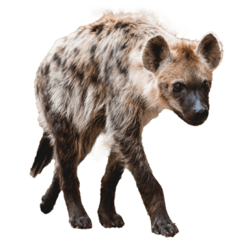 Hyena, transparent animal profile image