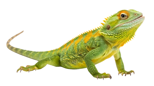 Iguana, transparent animal profile image