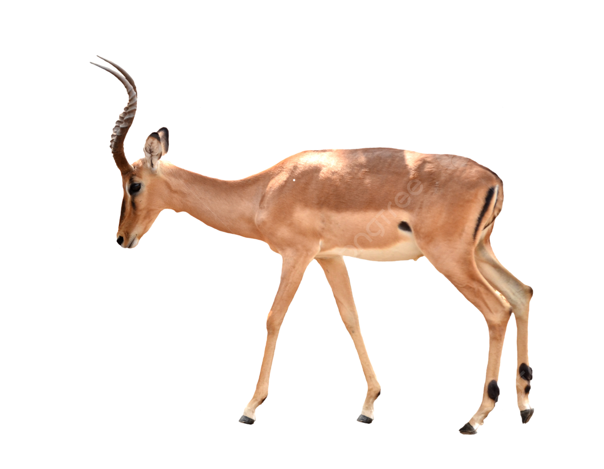 Impala, transparent animal profile image