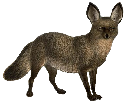Jackal, transparent animal profile image