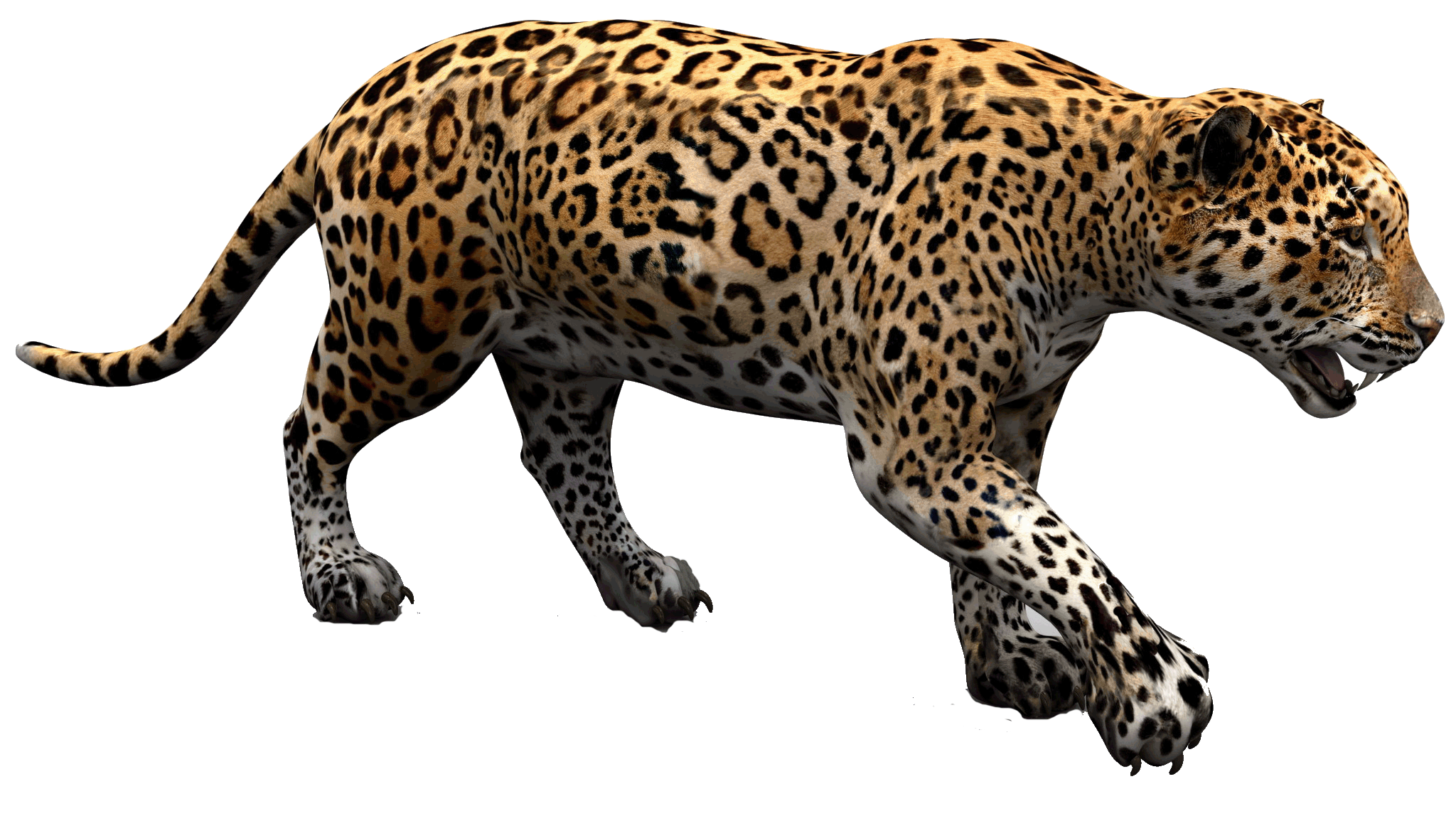 Jaguar, transparent animal profile image