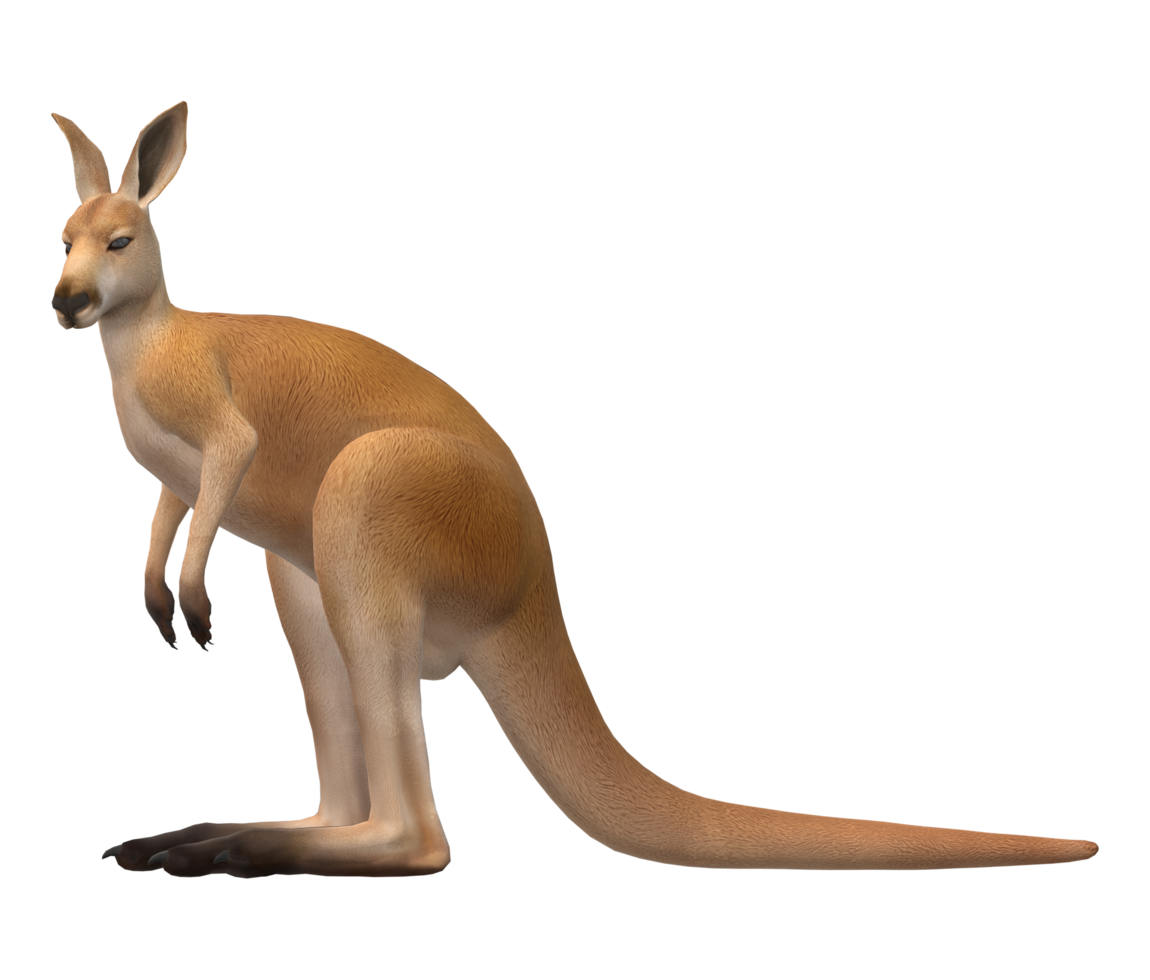 Kangaroo, transparent animal profile image