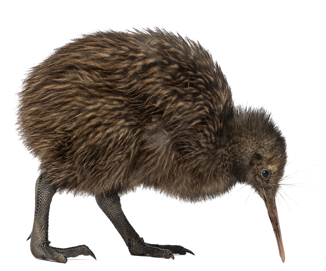 Kiwi, transparent animal profile image