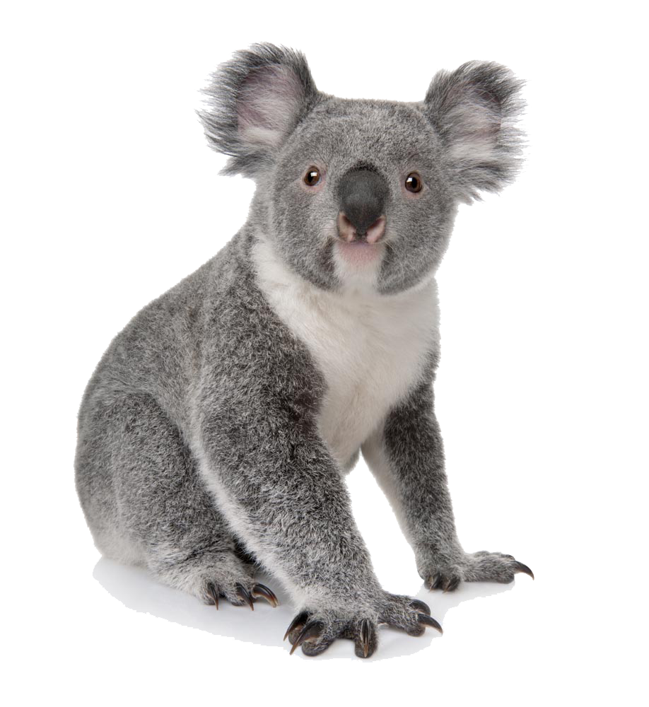Koala, transparent animal profile image