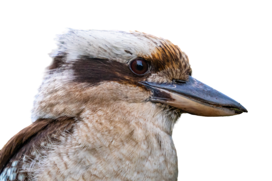 Kookaburra, transparent animal profile image