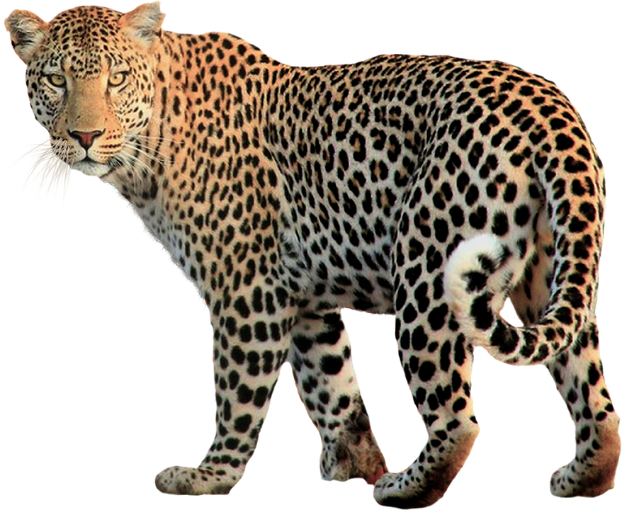 Leopard, transparent animal profile image